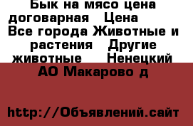 Бык на мясо цена договарная › Цена ­ 300 - Все города Животные и растения » Другие животные   . Ненецкий АО,Макарово д.